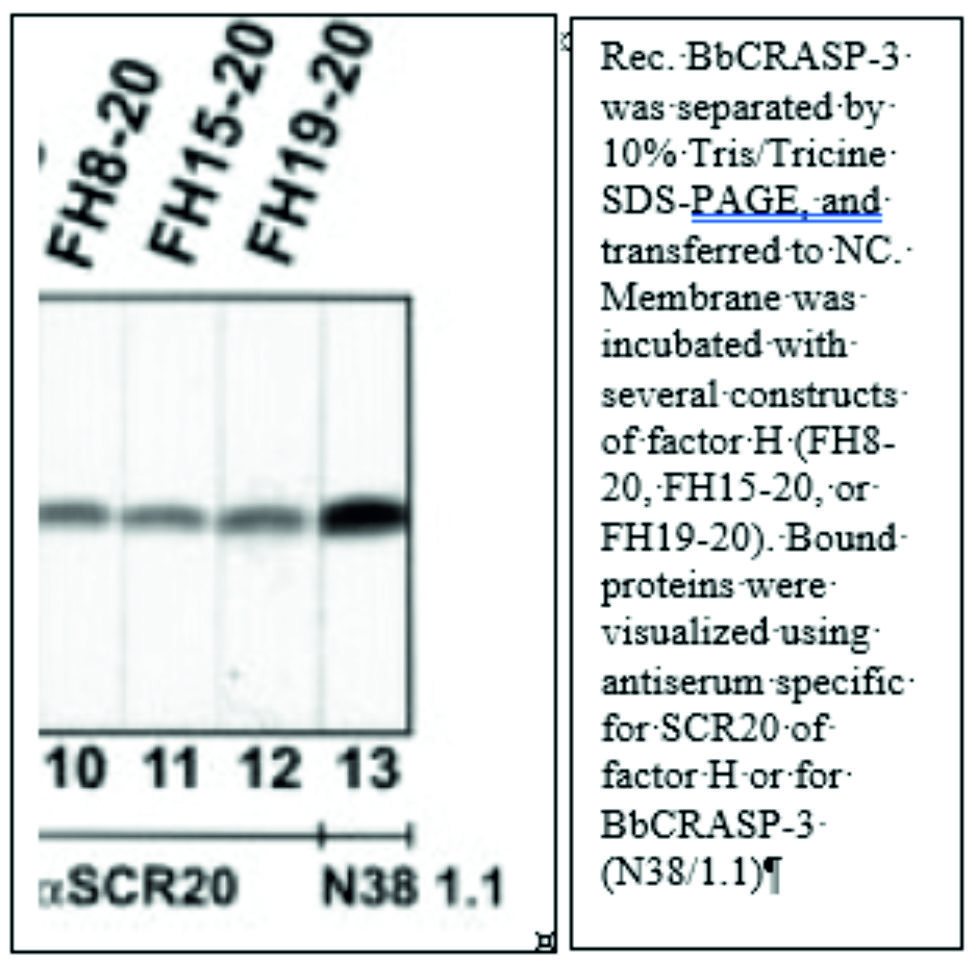 ADG0125L_Westernblot