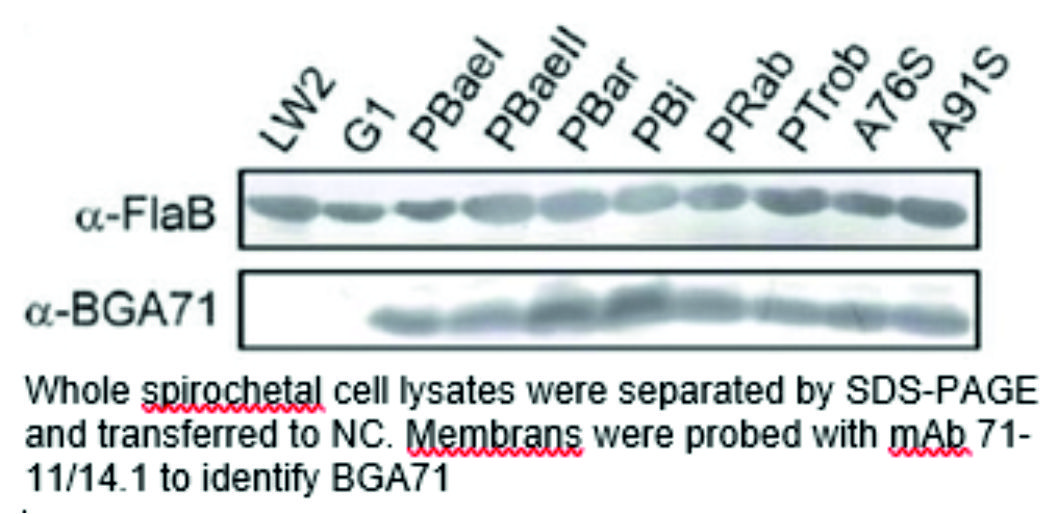 ADG0151L-Westernblot