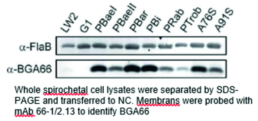 ADG0152L_Westernblot