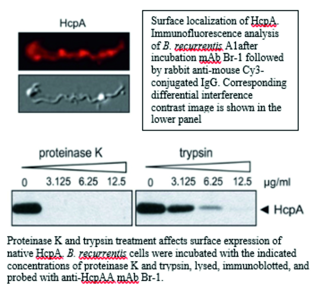 ADG0161L_Westernblot