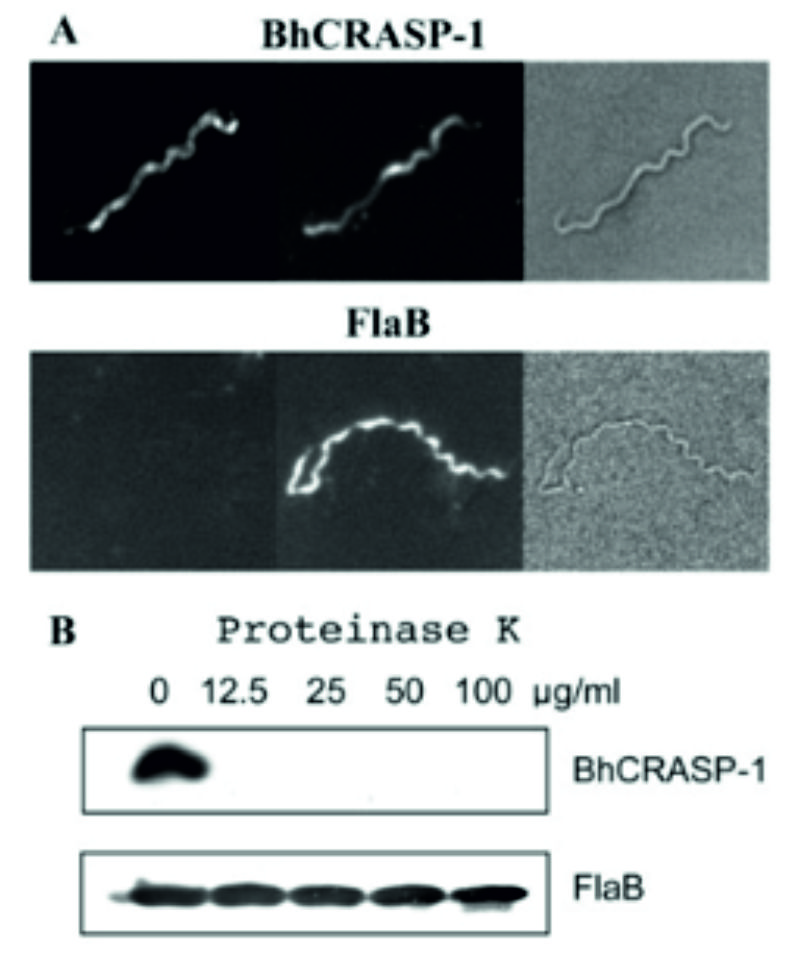 ADG0191L_Westernblot