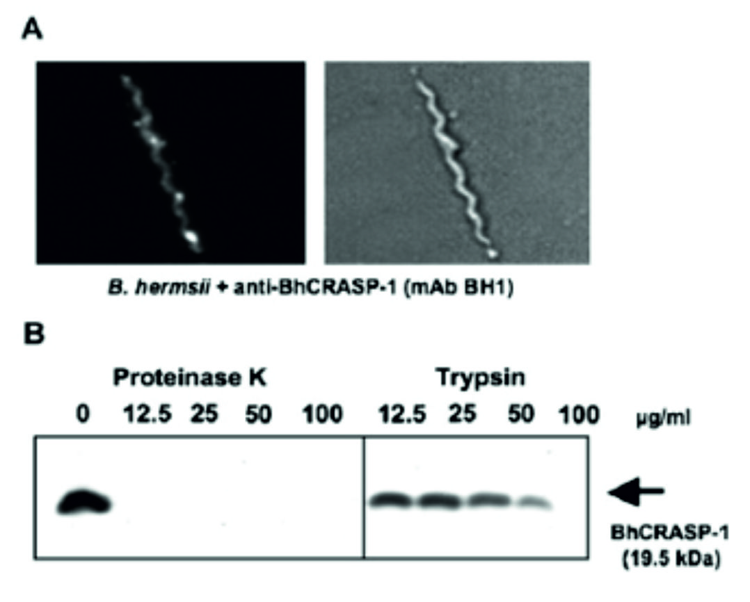 ADG0172_Westernblot