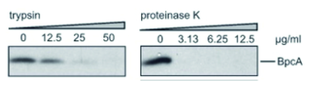 ADG0173L_Westernblot