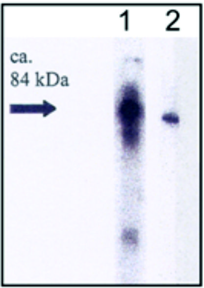 ADG0012_Westernblot