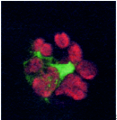 ADG0012_Immunocytology