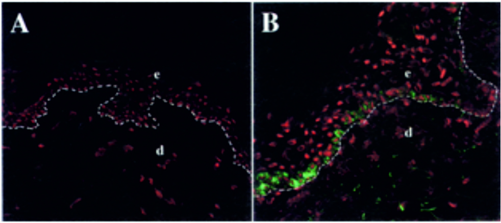 ADG0012_Immunohistology