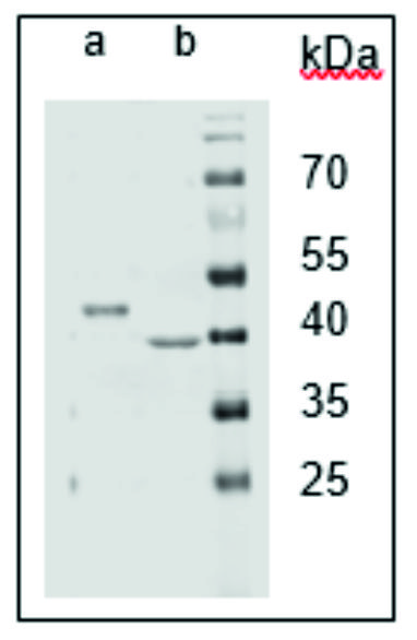 ADG3723_Westernblot